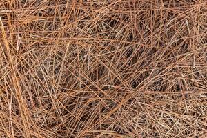 Background of dry pine needles. Texture of pine needles. Pine needles. photo