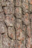 Bark of a pine tree close-up. Texture, background photo
