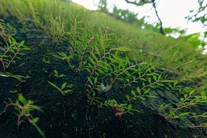Close up of green leaves on blurred background, selective focus and shallow depth of field. photo