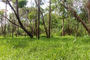 Green grass field in the forest at Chiang Rai province, Thailand. photo