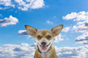 a dog is standing in front of a blue sky photo