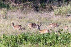 Group of Red Deer in National Park photo