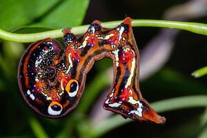 Caterpillar of a butterfly on a green leaf in the forest photo