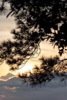 Silhouette of pine tree branches at sunset. Natural background. photo