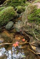 Autumn leaves on the rocks in the stream of the forest. photo