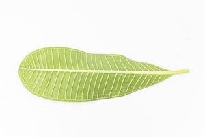 Frangipani leaf isolated on white background - clipping path included photo