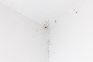 White ceiling with mold and dirt. The concept of the problem of mold. photo