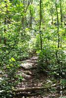 Trail in the forest. Path in the woods in summer. photo