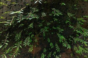 Green leaves on rock background, top view. Natural background texture. photo