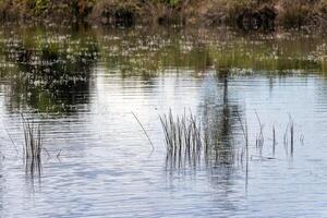 flock of reeds on the lake in spring, nature series photo