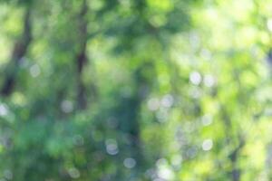 green bokeh background from nature under tree shade in the forest photo