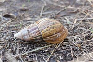 Snail crawling on the ground in the garden. Shallow depth of field. photo