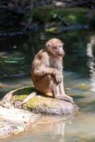 Monkey sitting on a rock in a pond in the park. photo