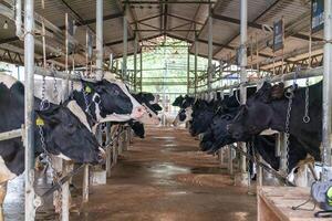 Cows in a farm. Cowshed with black and white cows. photo