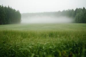 A tranquil morning landscape with mist hovering over a lush green field surrounded by dense trees in early autumn photo