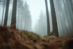 Foggy forest landscape at dawn with towering trees and a soft carpet of pine needles underfoot in a tranquil setting photo