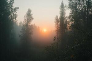 Golden sunrise peeking through misty forest in early morning light photo