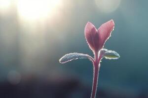 A plant with a sun shining through it photo