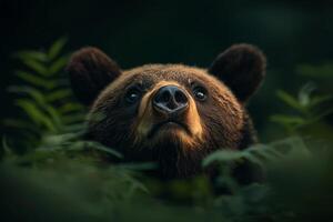 A curious bear peeking through the foliage in a dense forest during a serene early evening photo