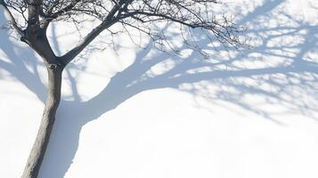 Shadow of a tree cast on a white wall background photo