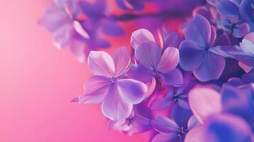Pink and purple background photo