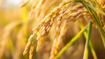 A detailed close-up of rice husks with golden grains still attached photo