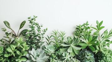 A vibrant arrangement of various green plants photo
