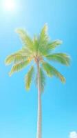 Underside View of Coconut Tree Reaching Toward Clear Sunny Sky Highlights Tropical Serenity and Natural Beauty with Radiant Sunlight Creating a Calming Atmosphere in Bright Blue and Green photo