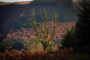 Mossy tree dominating autumnal valley landscape in warm sunlight photo