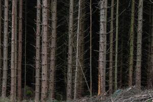 Dark close-up of tall pine trees in a densely packed forest photo