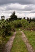 Winding forest path under cloudy sky photo