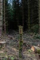 Deforestation aftermath in dense woodland photo