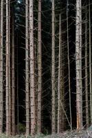 Dense pine tree forest trunks photo