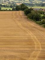 Combine harvester leaving tracks in golden wheat field near residential area photo