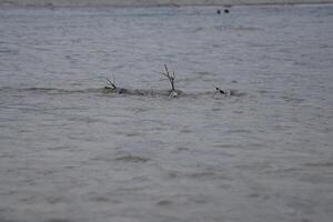 Plastic bottles and branches floating in polluted river photo