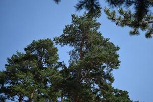 Evergreen Pine Trees Reaching for the Clear Blue Sky photo
