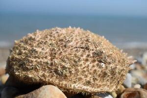 European flat oyster shell resting on pebbles with blurred sea in background photo