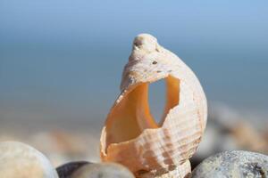 Broken seashell standing on pebbles on the beach with ocean in background photo