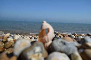Seashell standing on pebble beach with calm sea in background photo