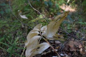 Withered polygonatum leaves lying on forest floor in autumn photo