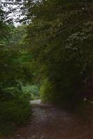 Gravel road leading into a dense forest creating a mysterious atmosphere photo