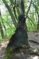 Decaying burnt tree trunk standing in the forest covered with moss photo