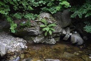 Fern growing on rock in mountain stream surrounded by lush vegetation photo