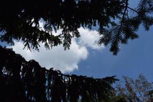 Dark silhouettes of fir branches framing a patch of blue sky and white clouds photo