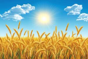 Sunny wheat field under a blue sky with clouds and the sun shining brightly in the background photo