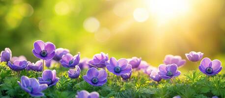 Purple flowers bloom in sunlight, creating a serene and vibrant garden atmosphere during spring photo