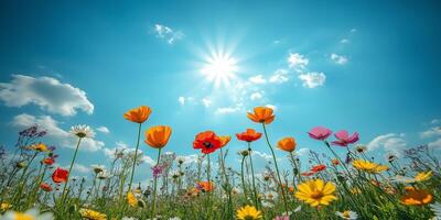 Colorful wildflowers bloom under a bright sun in a blue sky during springtime photo