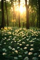 Sunlight filters through trees illuminating a forest filled with blooming white flowers photo