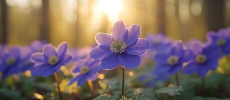 Vibrant blue flowers bloom in a sunlit forest during springtime photo
