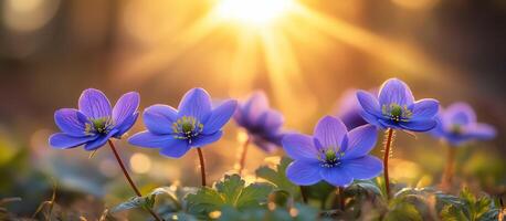 Purple flowers bloom in sunlight during early spring in a tranquil forest setting photo